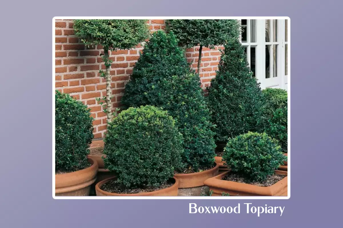 Boxwood Topiary