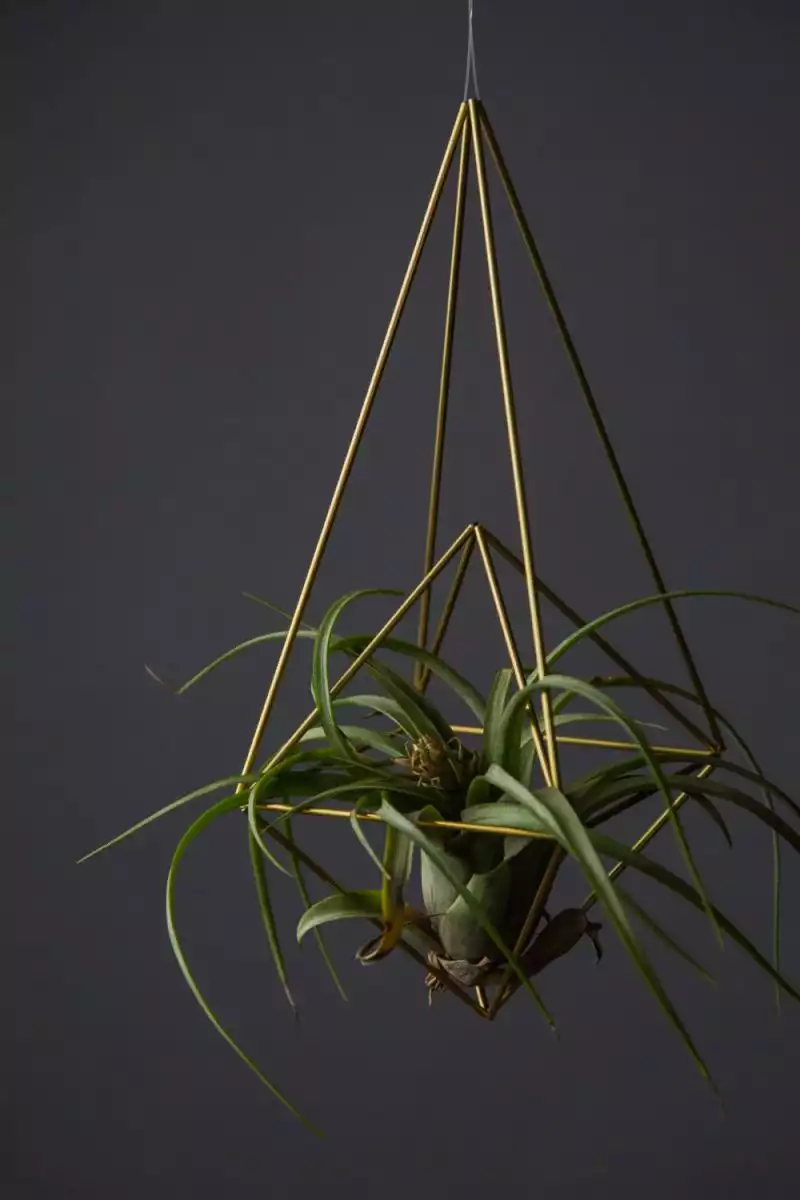 Brass diamond raindrop air plant