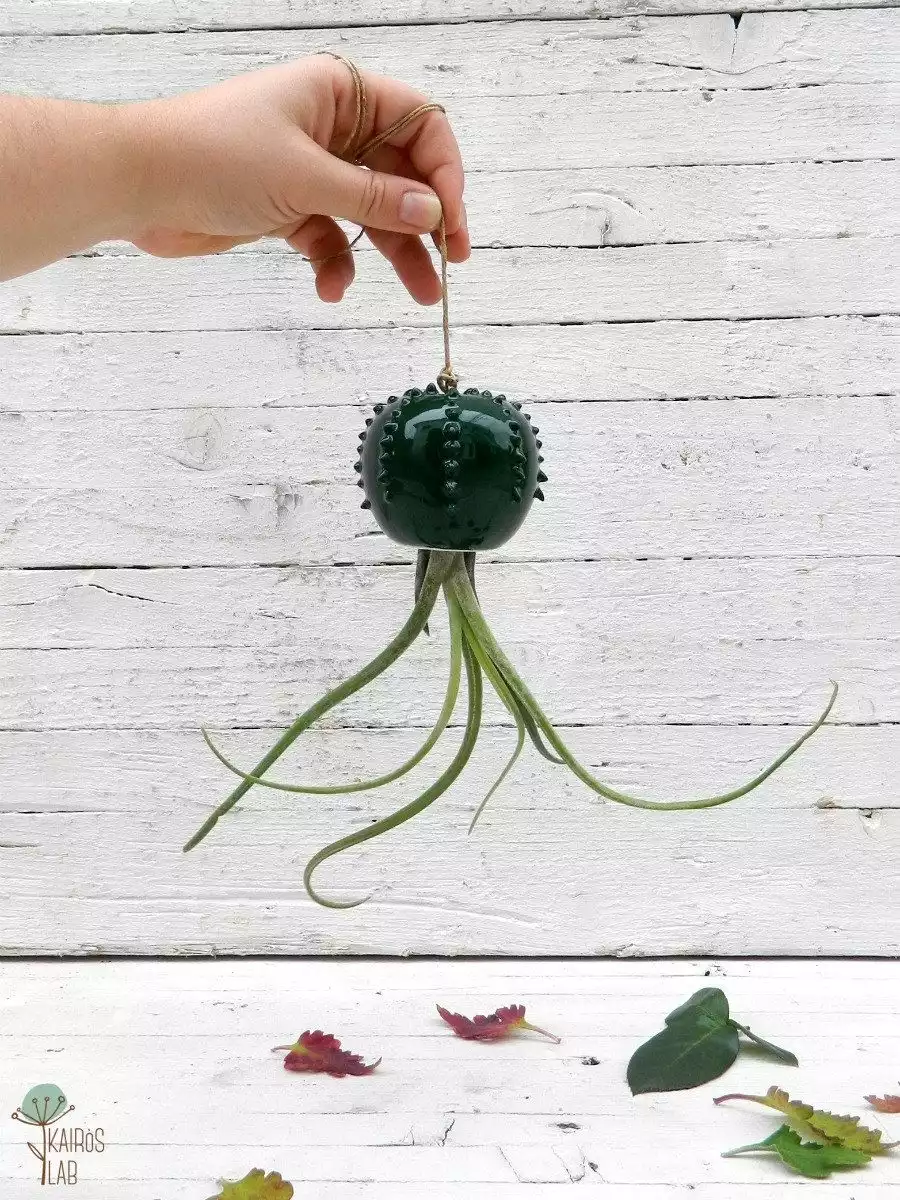 Cactopus air plant