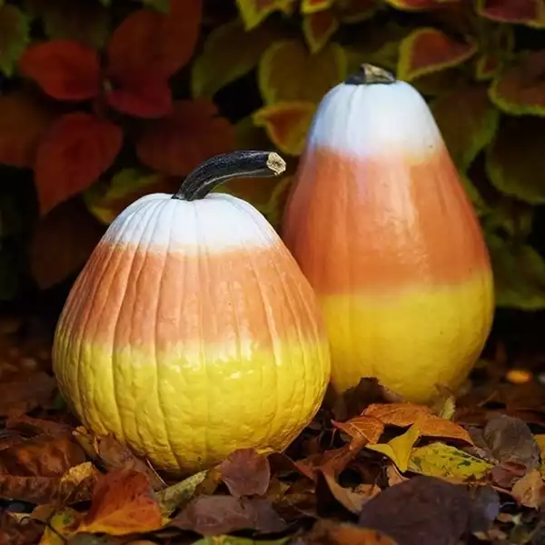 Candy Corn Painted Pumpkins