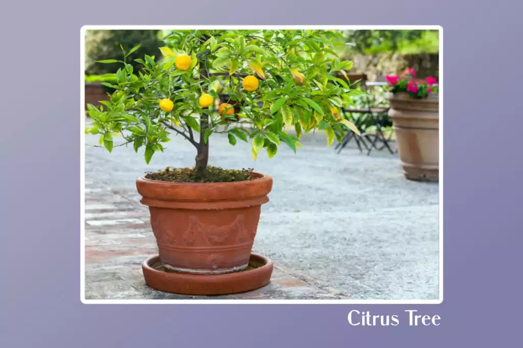 Citrus Tree