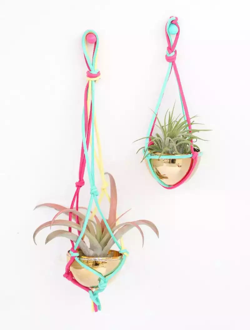 Colorful leather straps hanging air plants