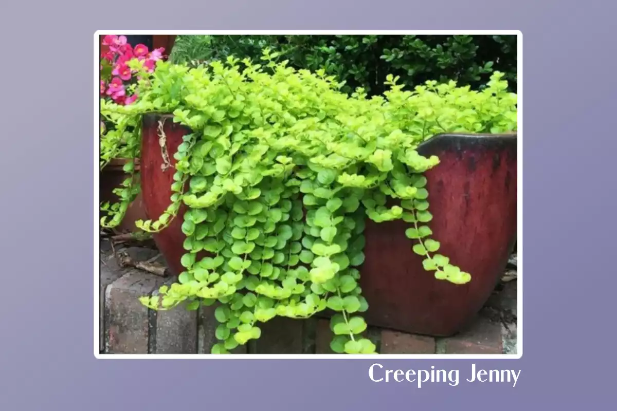 Creeping Jenny