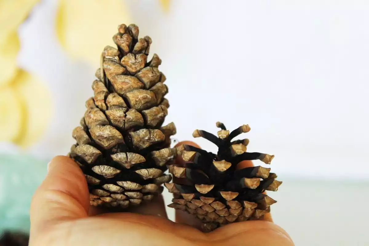DIY Autumn Aromas- When you choose your pinecones
