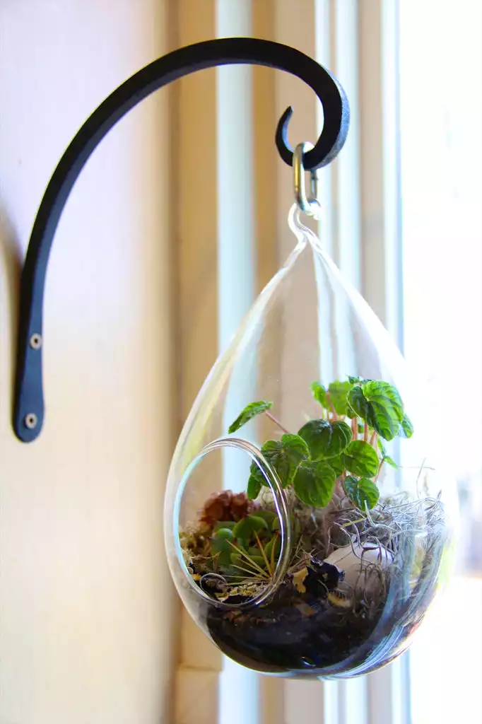 DIY hanging terrarium