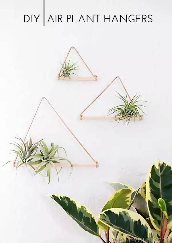 DIY wall hanging air plants