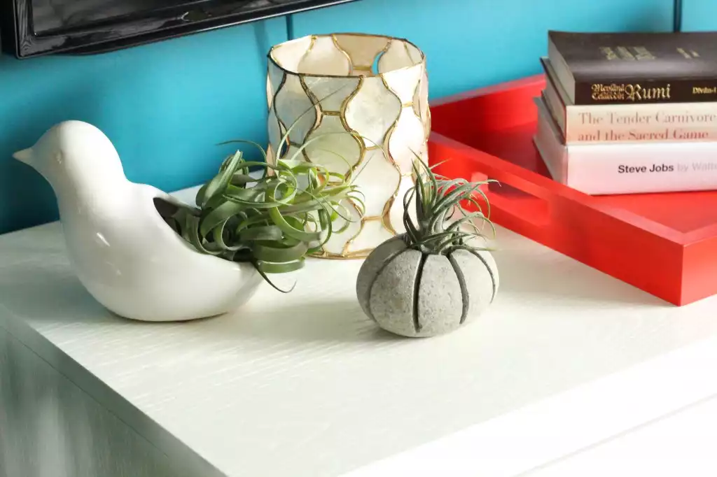 Decorate the countertop with airplants