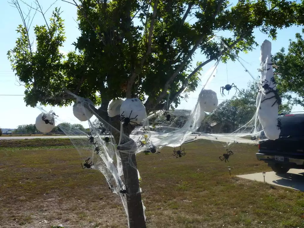 Massive Spider Webs With Spiders