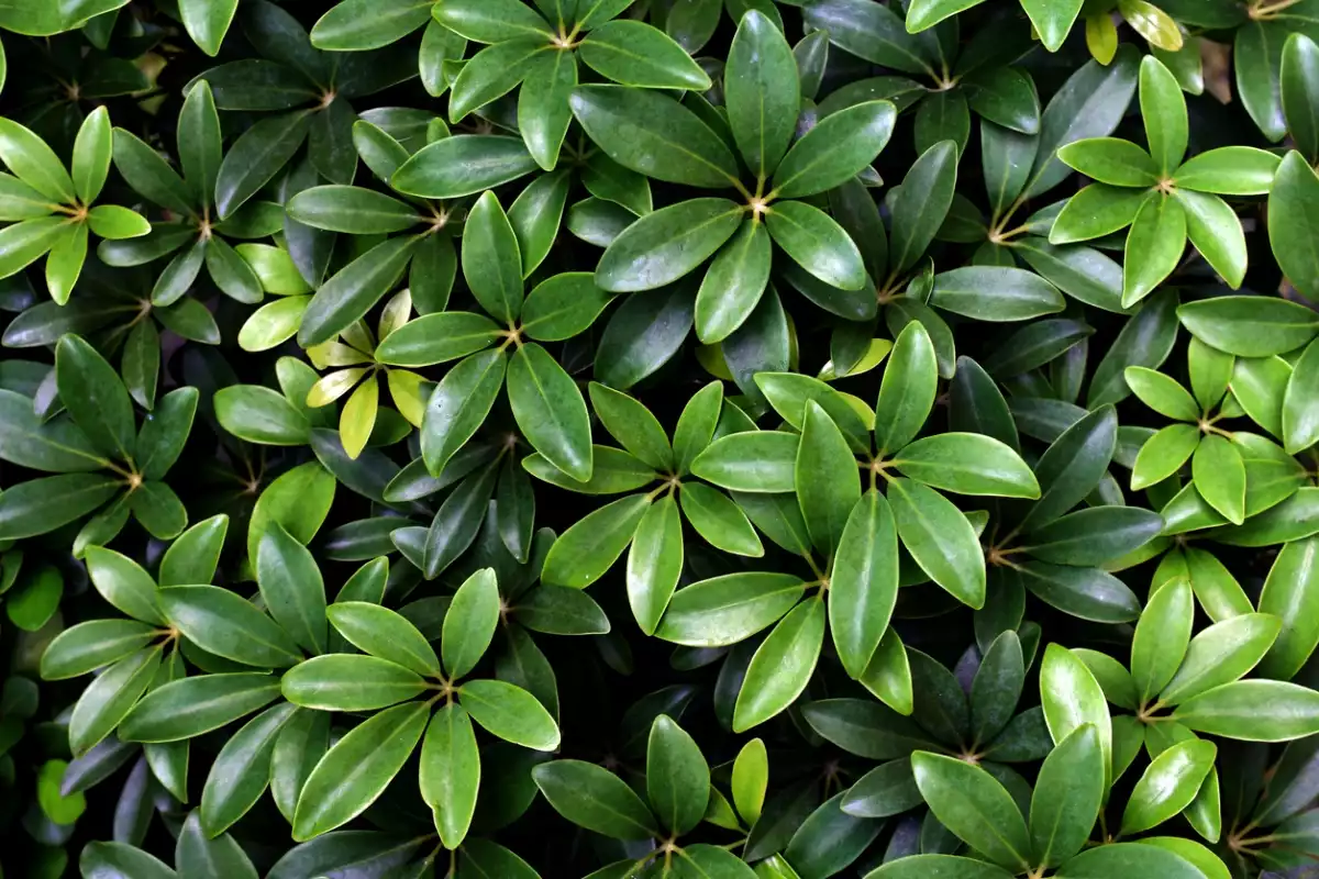 Tips for Growing and Maintaining Your Dwarf Umbrella Tree