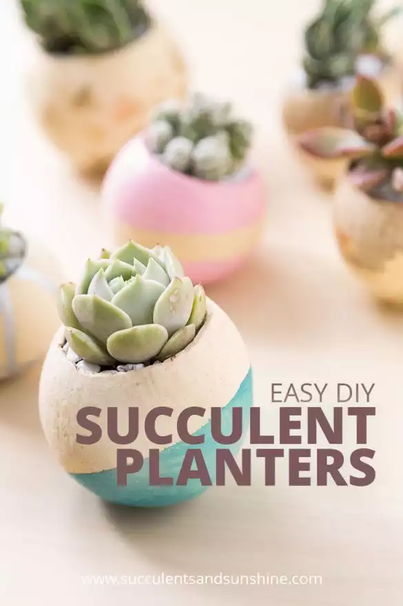 Easy succulent planter