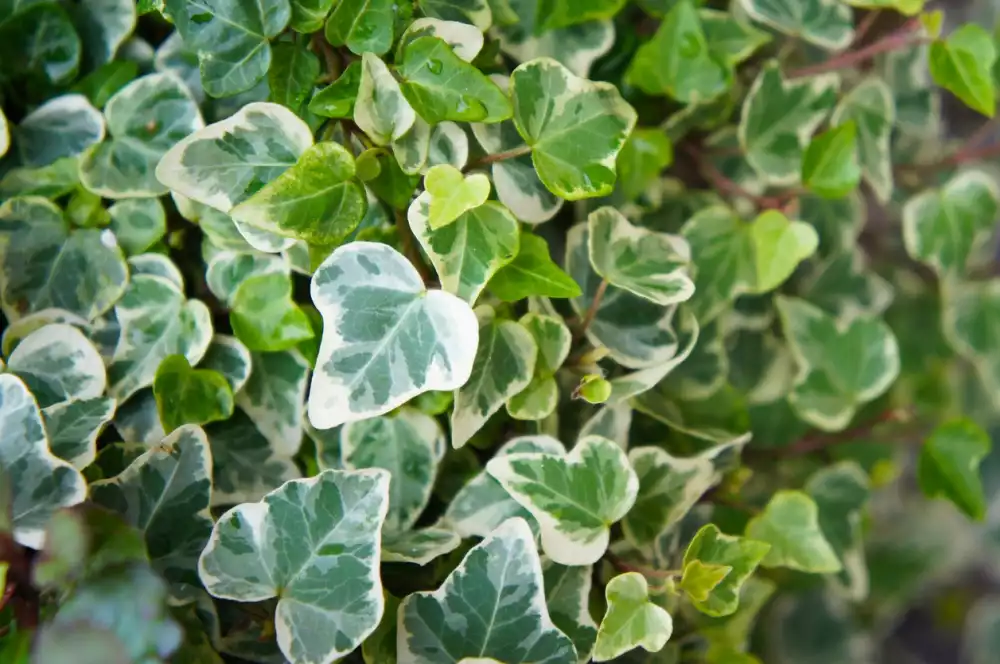 How to Grow and Care for Your English Ivy