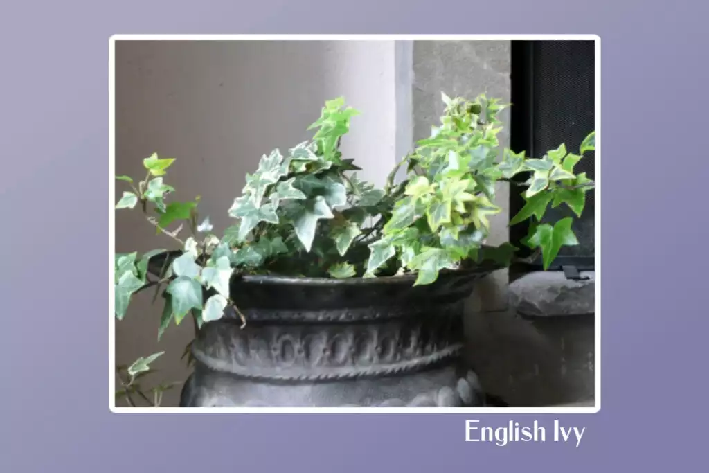 English Ivy