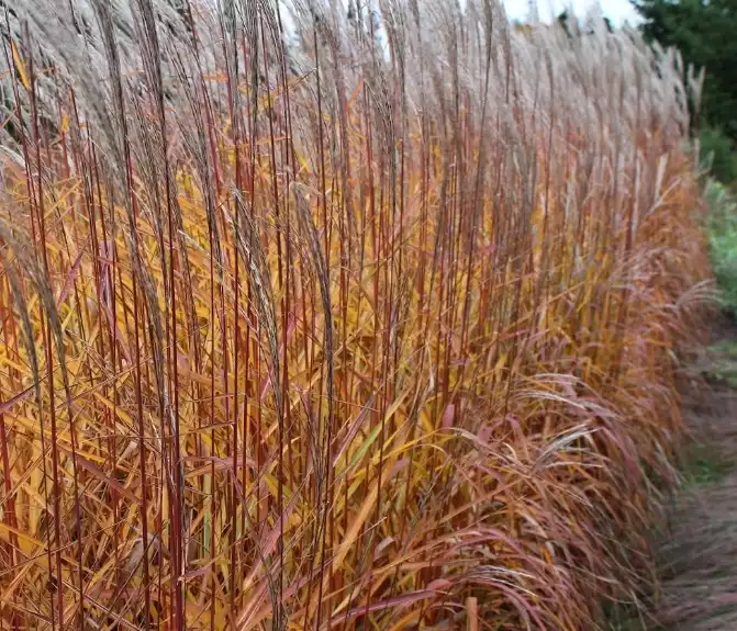 Flame Ornamental Grass