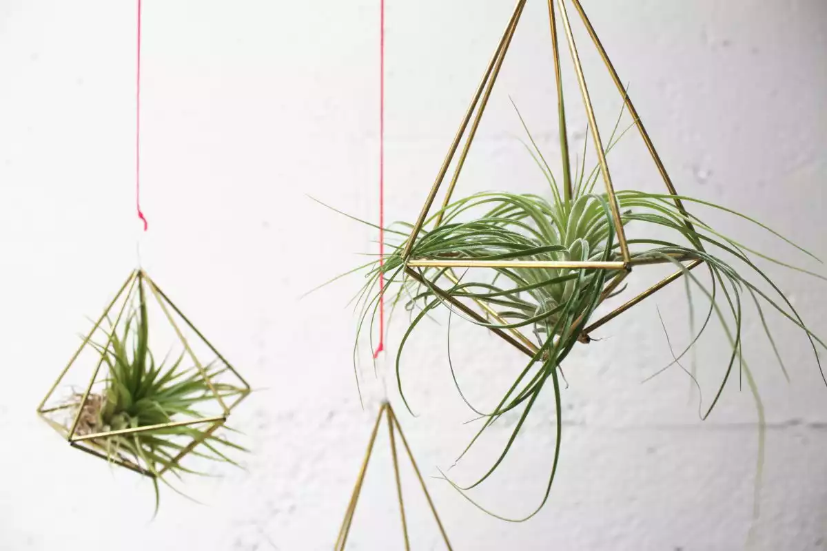 Geometric Air Plant Holder