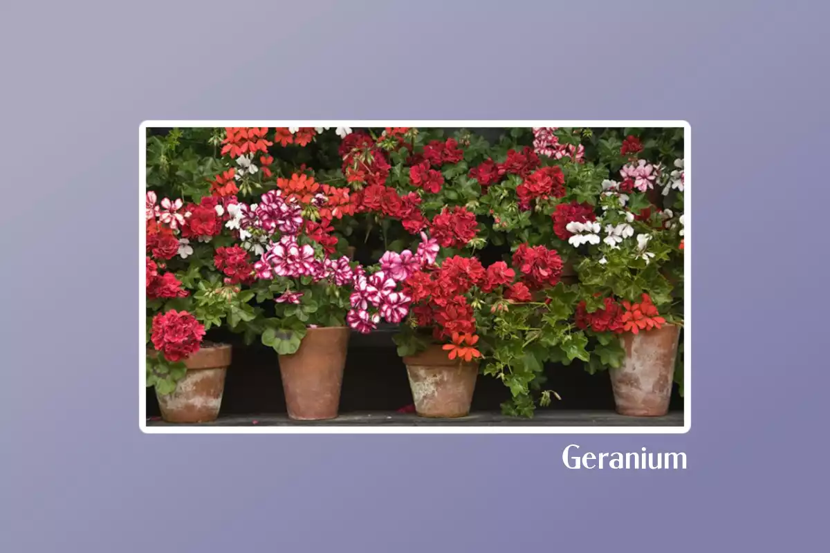 Geranium