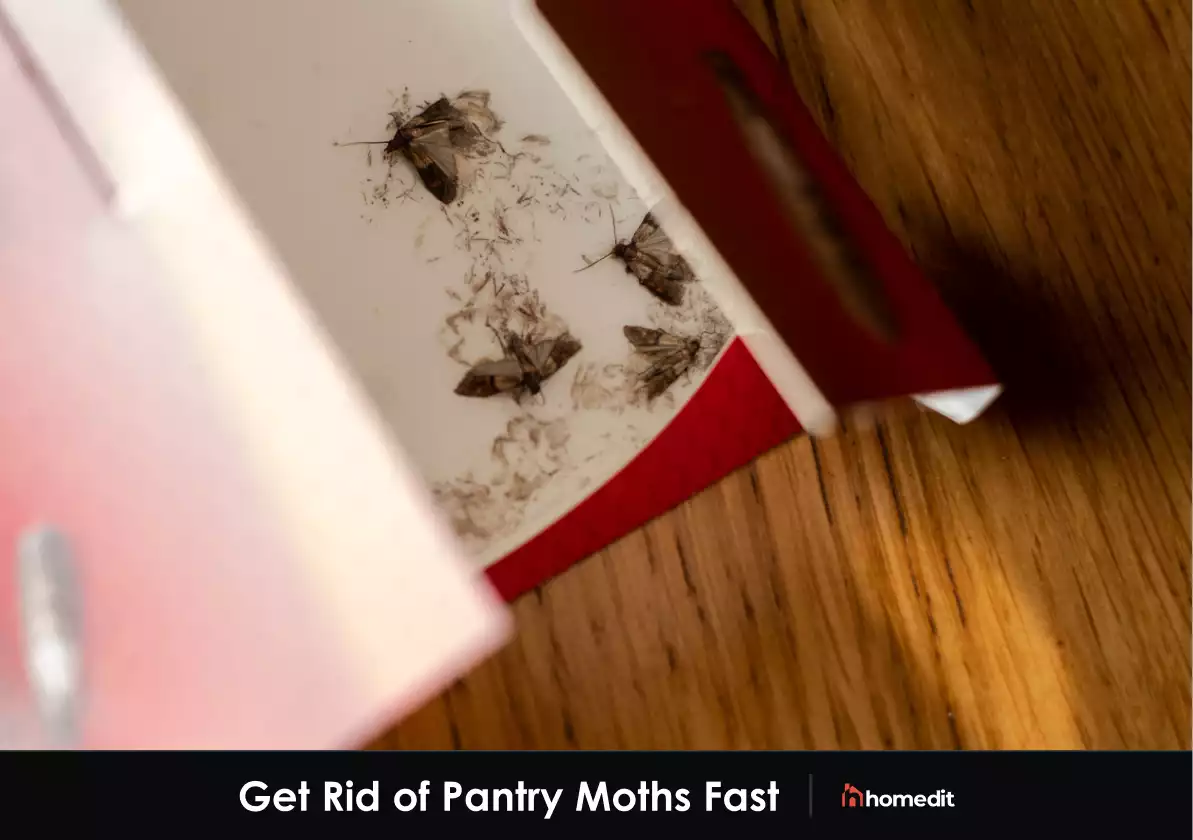 How to Get Rid of Pantry Moths Fast