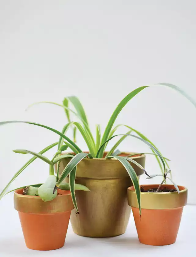 Gold terracotta planter