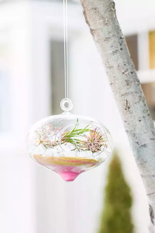 Hanging air plant terrarium