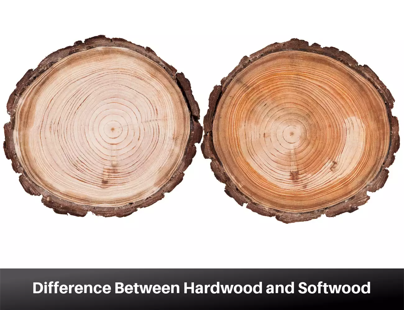 Difference Between Hardwood and Softwood