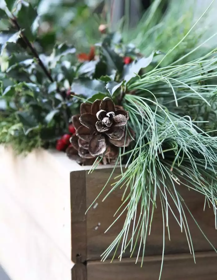 Holiday Window Boxes