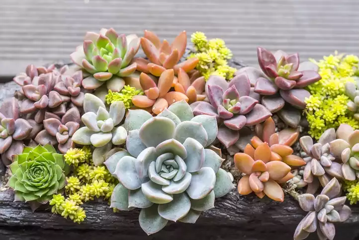 Houseleeks Sempervivium
