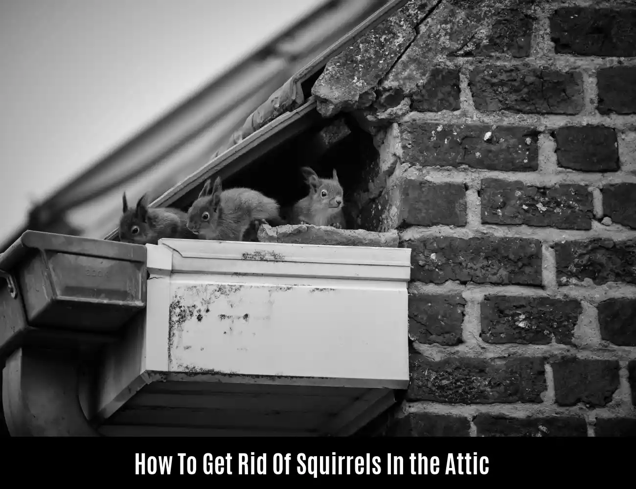 How To Get Rid Of Squirrels In the Attic