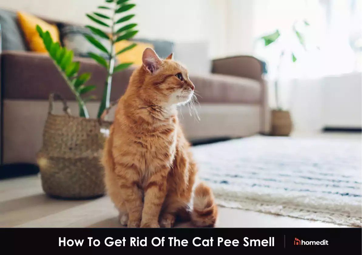 How to Permanently Get Rid of a Cat Pee Smell in Your House