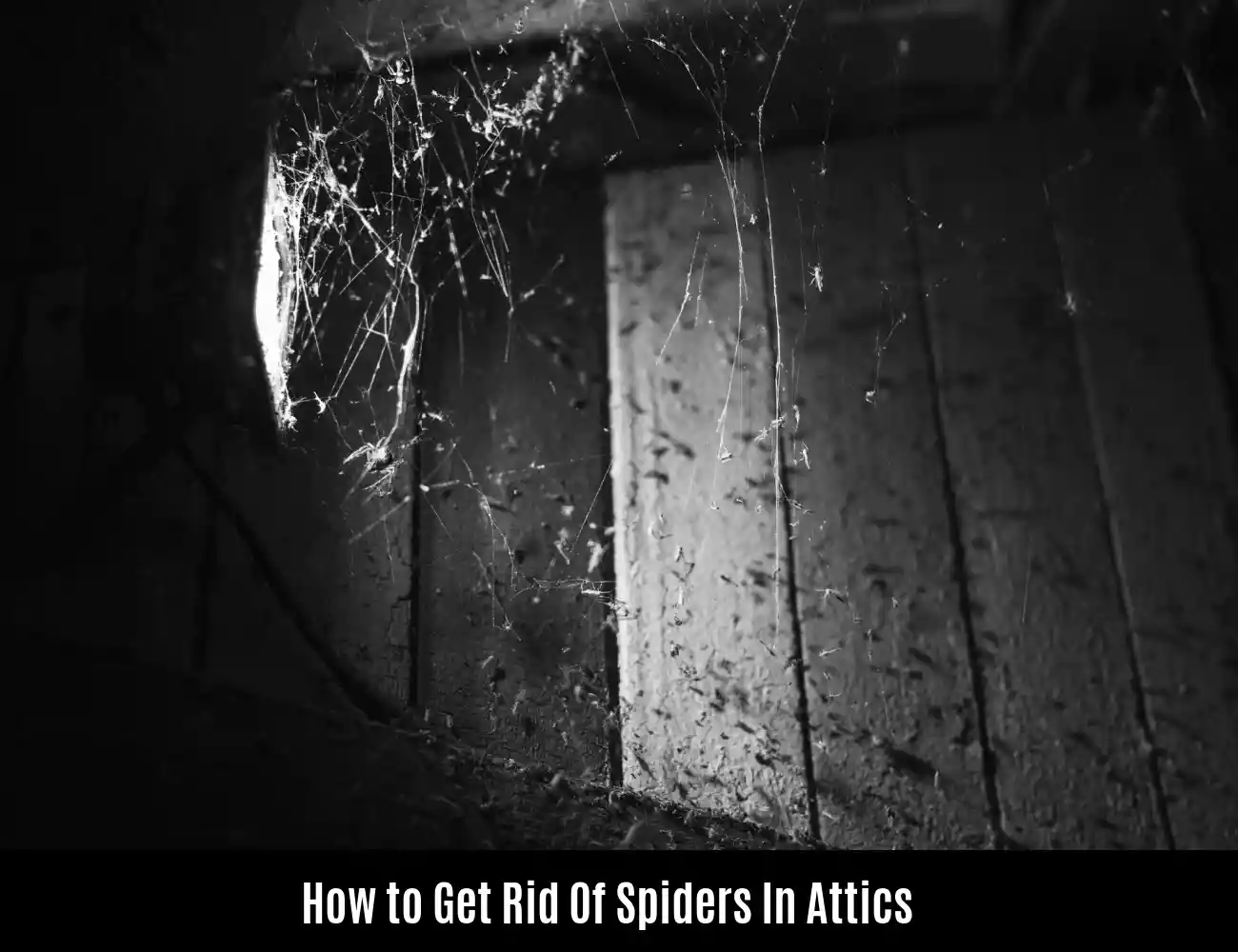 How to Get Rid Of Spiders In Attics