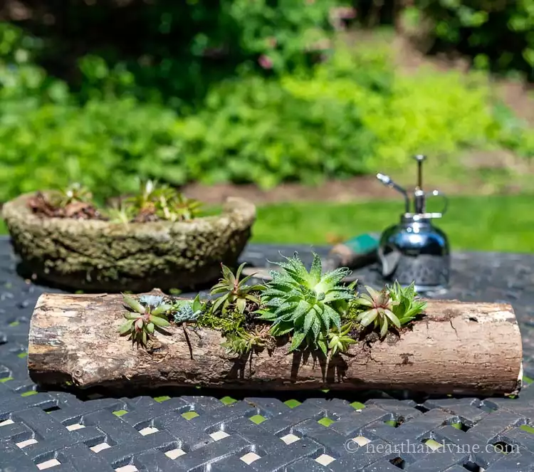 Wooden logs turned into succulent planters