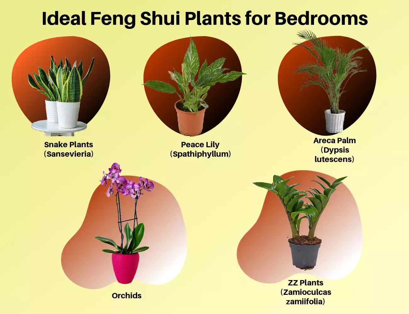 Ideal Feng Shui Plants for Bedrooms