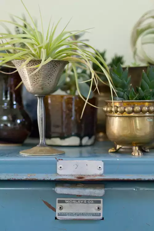 Indoor air plants in mugs