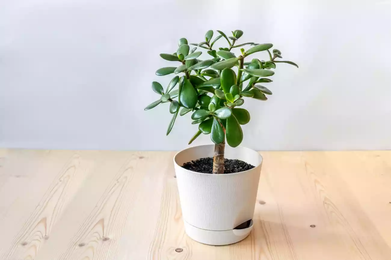 Jade Plant - Crassula ovata