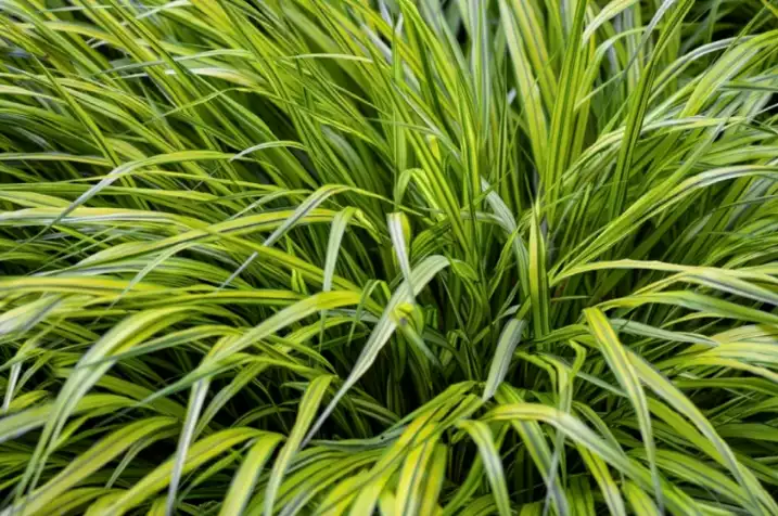 Japanese Forest Grass