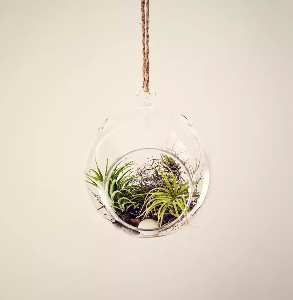 Choosing An Air Plant Holder