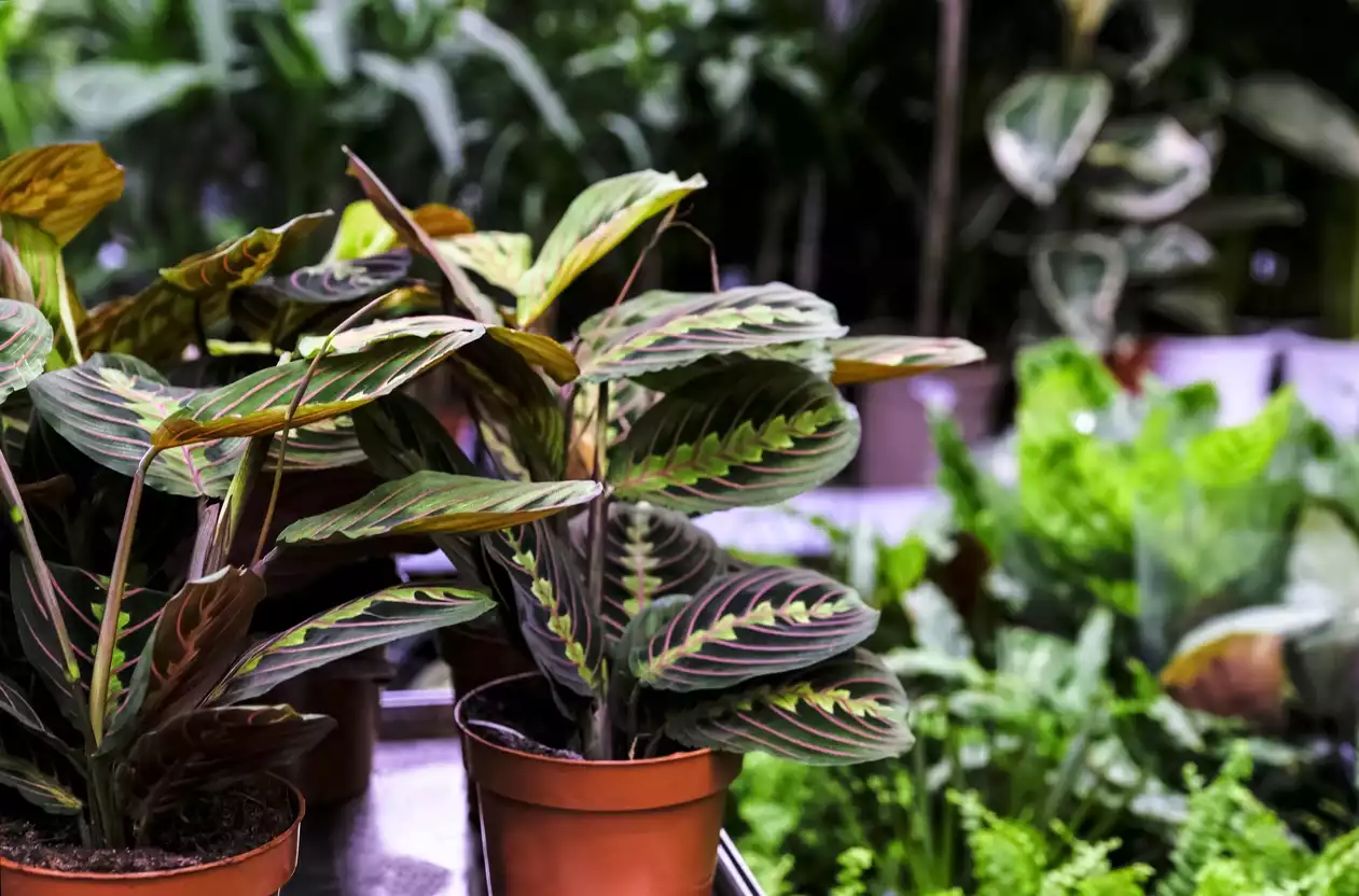 Maranta living room plant