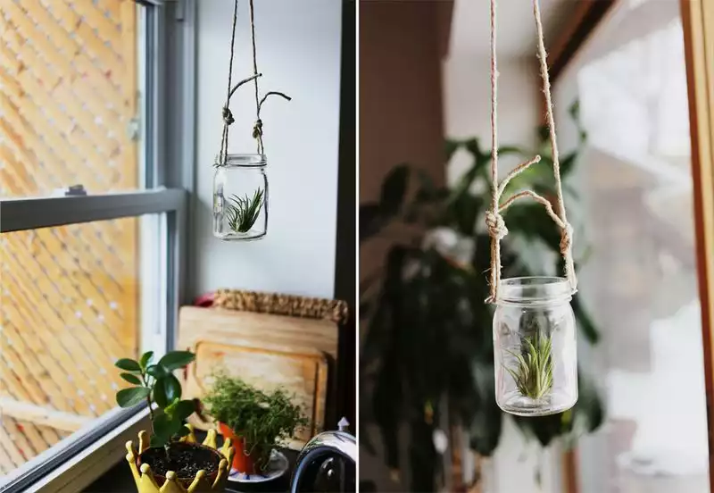 Mason jar air plants hanging