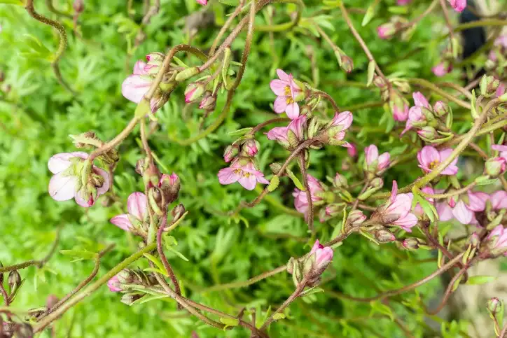 Meadow Saxifrage (Saxifraga granulata)