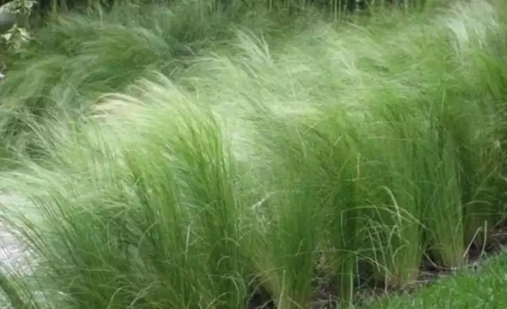 Mexican Feather Grass