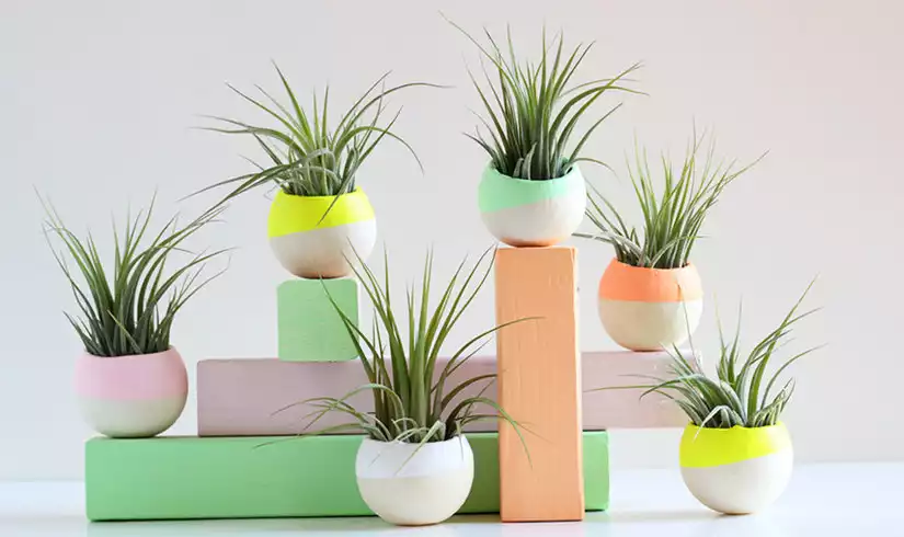 Mini air plants with bold color