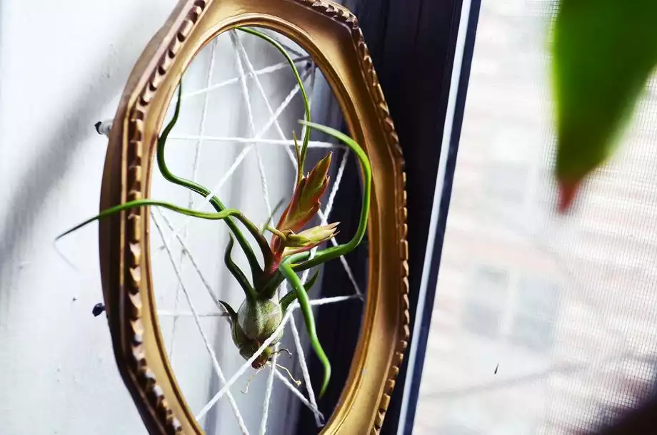 Old frame used for air plants