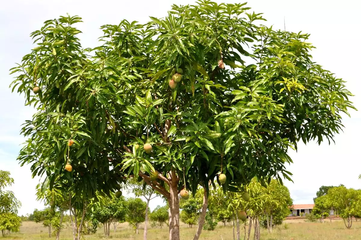 Origins of Mango Wood