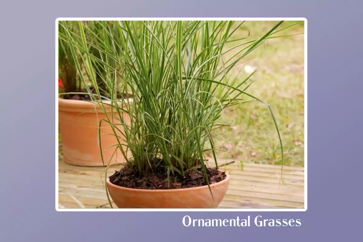 Ornamental Grasses