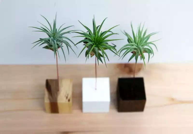 Palm tree wood block