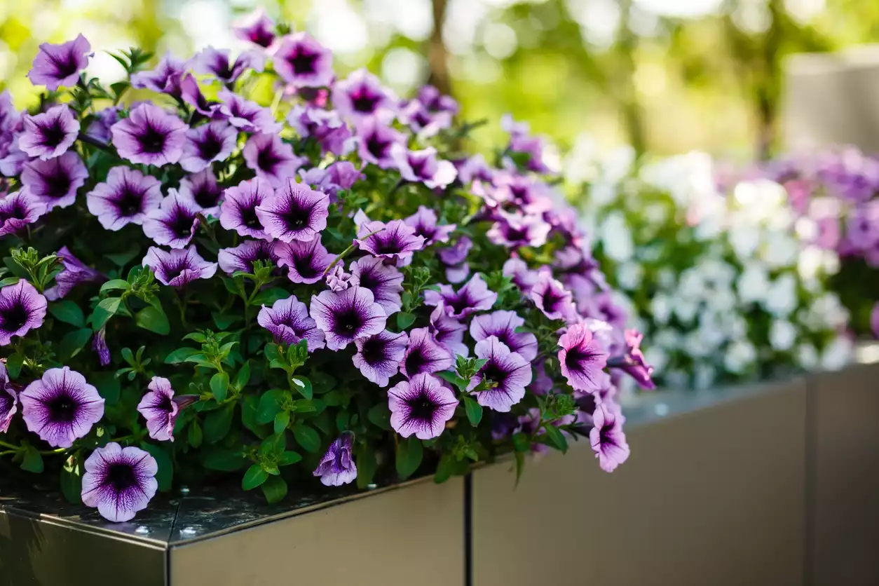 Petunias for Brilliant Color All Summer Long