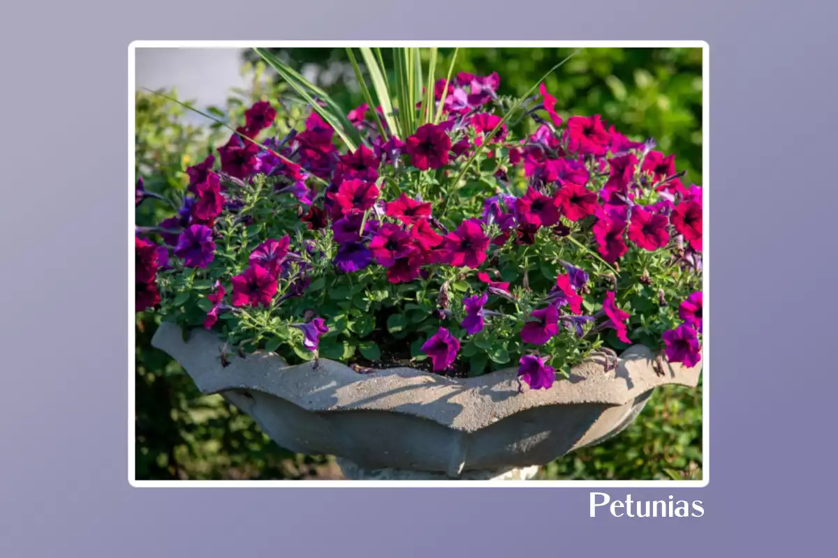 Petunias