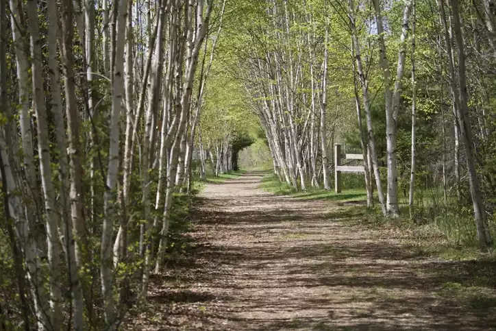 Planting Poplar Trees