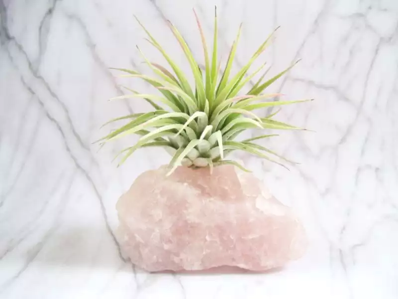 Rock air plant display