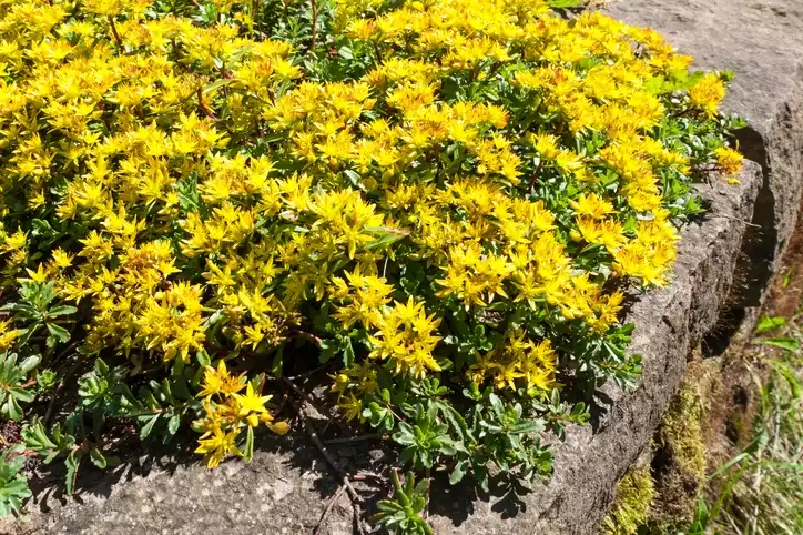 Golden sedum (Sedum Kamtschaticum)