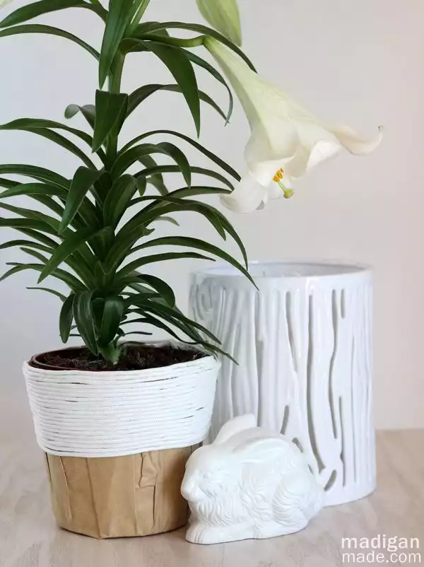 Single plant pot update with rope