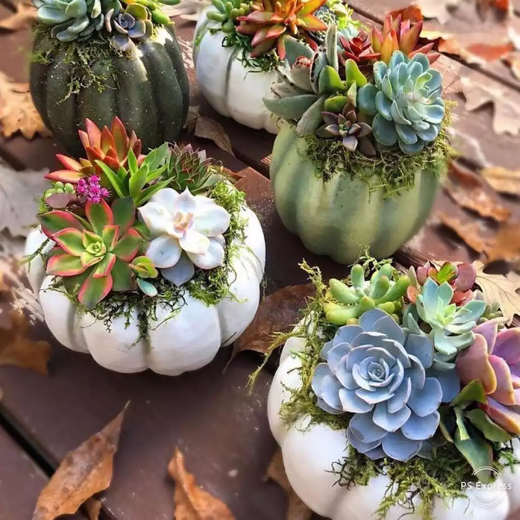 Succulent Pumpkin Display